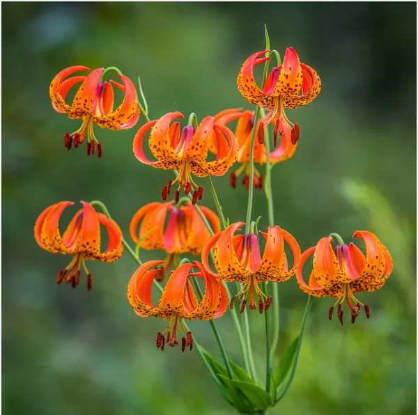 Native Turk's-Cap Lily Earrings