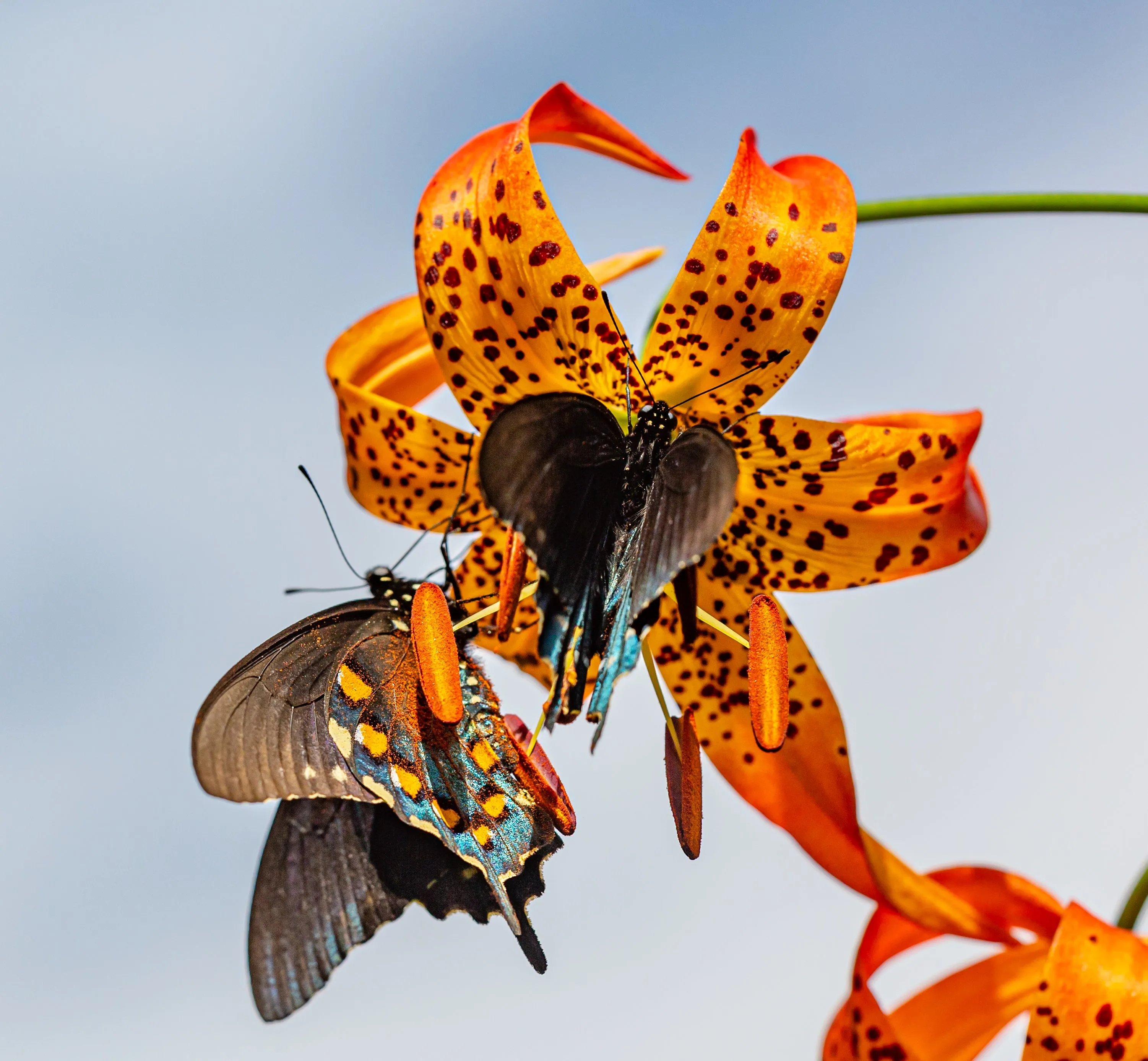 Native Turk's-Cap Lily Earrings